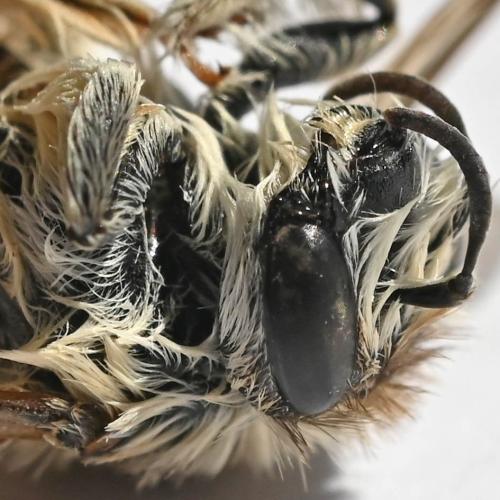 Dasypoda (hirtipes-morawitzi)